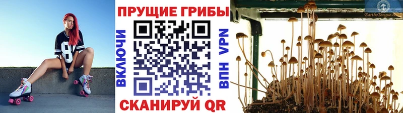 Галлюциногенные грибы GOLDEN TEACHER  МЕГА tor  Ельня  хочу наркоту 